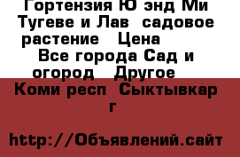 Гортензия Ю энд Ми Тугеве и Лав, садовое растение › Цена ­ 550 - Все города Сад и огород » Другое   . Коми респ.,Сыктывкар г.